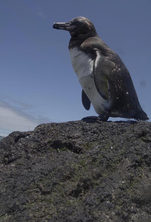 Paraiso De Isabela Puerto Villamil Eksteriør bilde