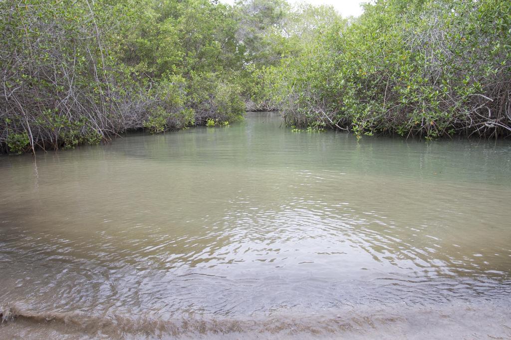 Paraiso De Isabela Puerto Villamil Eksteriør bilde