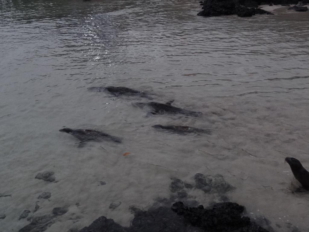 Paraiso De Isabela Puerto Villamil Eksteriør bilde
