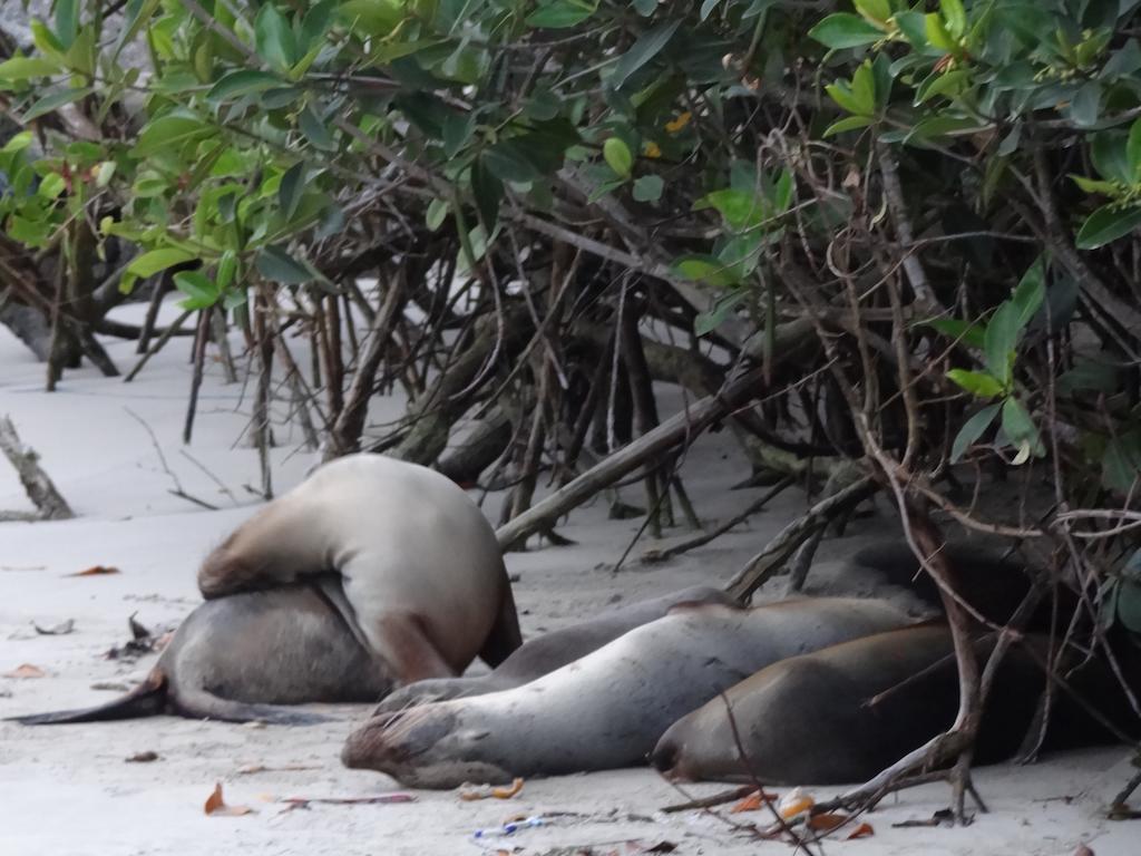 Paraiso De Isabela Puerto Villamil Eksteriør bilde